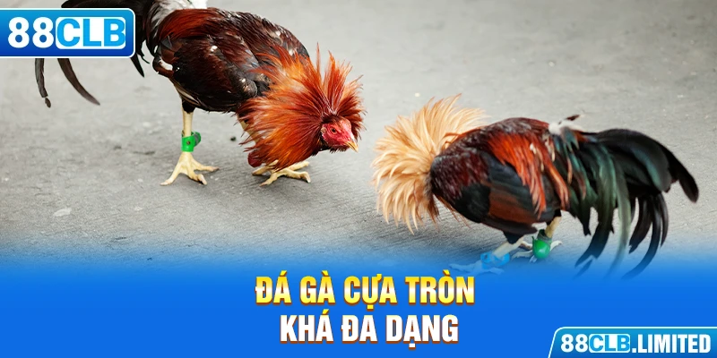 Đá gà cựa tròn khá đa dạng ở chiến kê tham gia