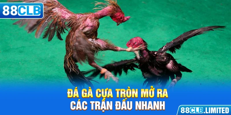 Đá gà cựa tròn mở ra các trận đấu nhanh chóng từ 3 đến 5 phút